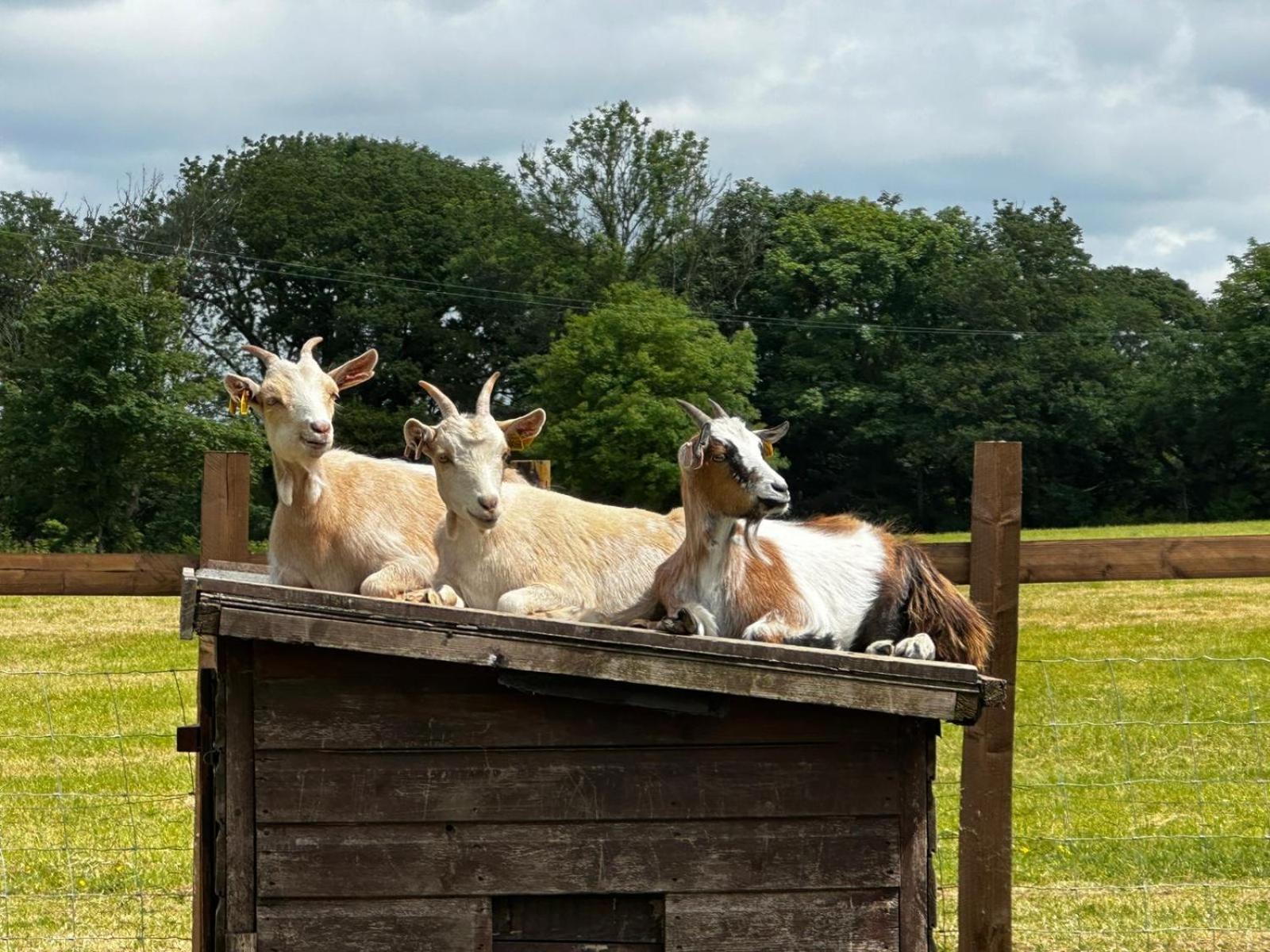 Stags Hide Hotel Minwear Luaran gambar